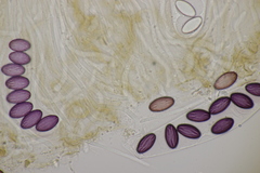 Ascobolus sacchariferus