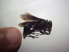Stangeella cyaniventris