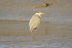 Ardea cinerea