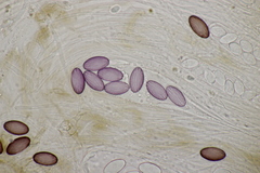 Ascobolus sacchariferus