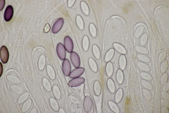 Ascobolus sacchariferus