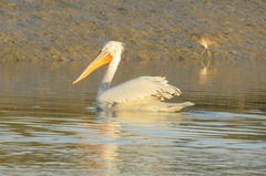 Pelecanus crispus