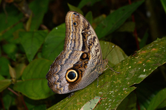 Caligo oileus