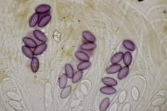 Ascobolus sacchariferus