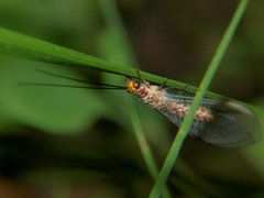 Italochrysa impar