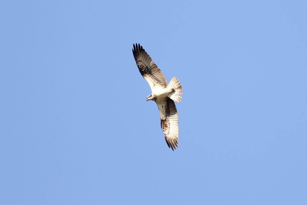 A list of the diurnal birds of prey - Biodiversity Heritage Library