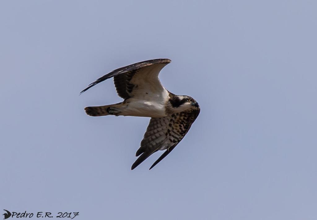 CUBAN BIRDS - Falconiformes - Falcons, Hawks, Eagles, Ospreys