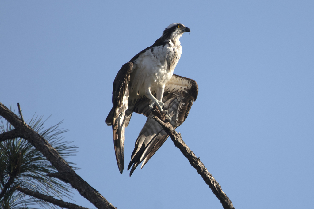 Osprey (Sankofa Wetland Park & Nature Trail) · iNaturalist