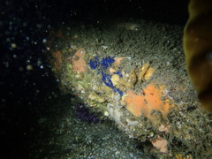 Clathria parthena