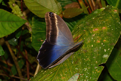 Caligo oileus