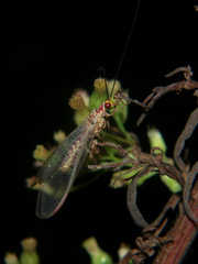 Italochrysa impar