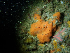 Clathria parthena