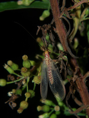 Italochrysa impar