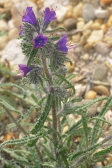 Echium humile pycnanthum