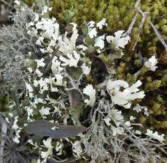 Cladonia convoluta