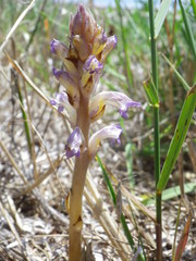 Orobanche cernua