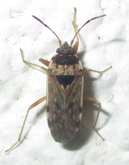 Elasmolomus transversus