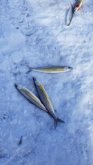 Bonneville Cisco photo 3
