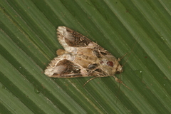 Spodoptera androgea