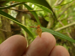 Pleurothallis ensata