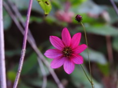 Cosmos scabiosoides