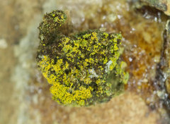 Biatora efflorescens