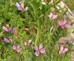 Echium sabulicola