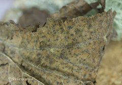 Apiognomonia errabunda