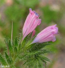 Echium sabulicola