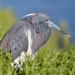 Tricolored Heron - Photo (c) Andrej Chudý, some rights reserved (CC BY-NC-SA)