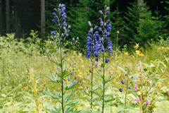 Aconitum plicatum