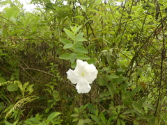 Escobedia grandiflora