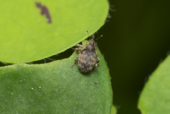 Ceutorhynchini