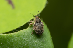 Ceutorhynchini