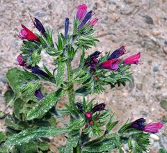Echium sabulicola decipiens