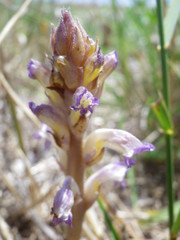 Orobanche cernua