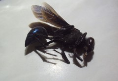 Stangeella cyaniventris