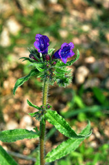 Echium sabulicola decipiens