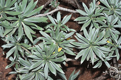 Echium webbii