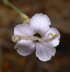 Dianthus pungens