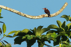 Galbalcyrhynchus leucotis