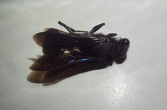 Stangeella cyaniventris