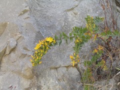 Hypericum oblongifolium