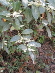 Gaultheria fragrantissima