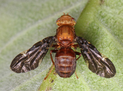 Eurosta comma