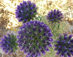 Echinops strigosus