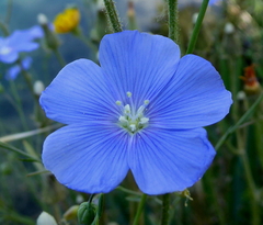 Linum austriacum collinum