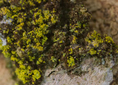 Biatora efflorescens