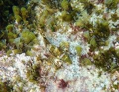 Chironemus marmoratus