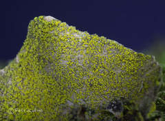 Biatora efflorescens